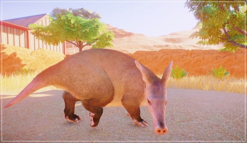Some Photos From My Australia Themed Zoo!KoalaRed KangarooDingoSouthern CassowaryCassowary ChicksFlamingo