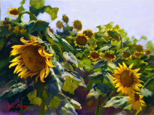 Sunflowers Near Cortona by June Carey