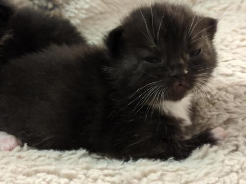 cuteness–overload:Admiral Anchovies is two weeks old and has already mastered the judgemental 