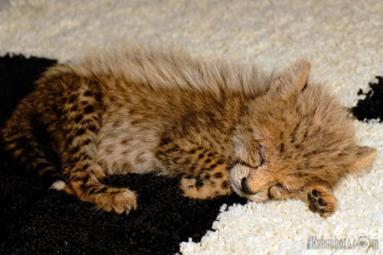 Are you feeling kind of down right now? It’s not your fault that you forgot what baby cheetahs look like. Really. One time I did too.