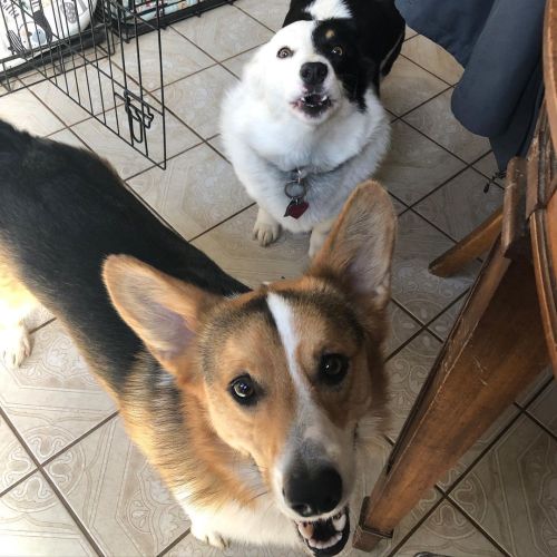 We are barking with disapproval because Daddy is not back yet with the new bag of food. How dare we 