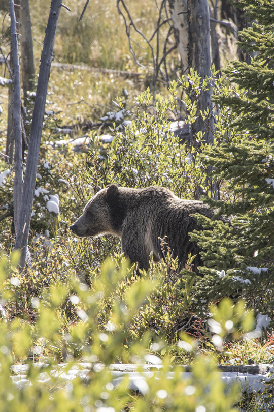 A beautiful young Grizzly Bear mom (her cub was hiding in the willows) was feeding steadily on berries, grasses and forbs,...