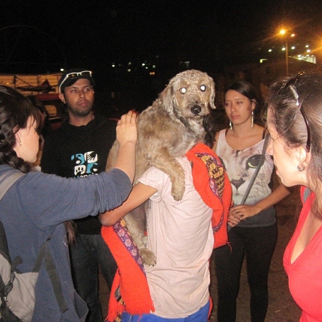 Ellos son tratados como bebés #jornadanocturnadealimentacioncaninayfelina #Medellín