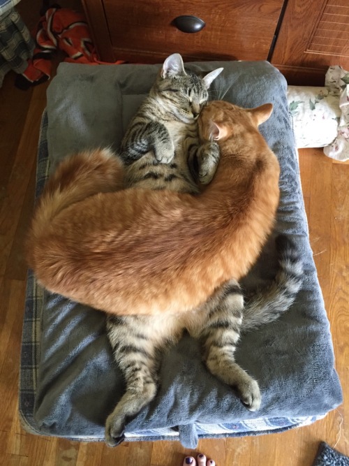 cinnapeaches:konekosmanicreality:themulder:oh my godCats cats cats cats cats@blofi