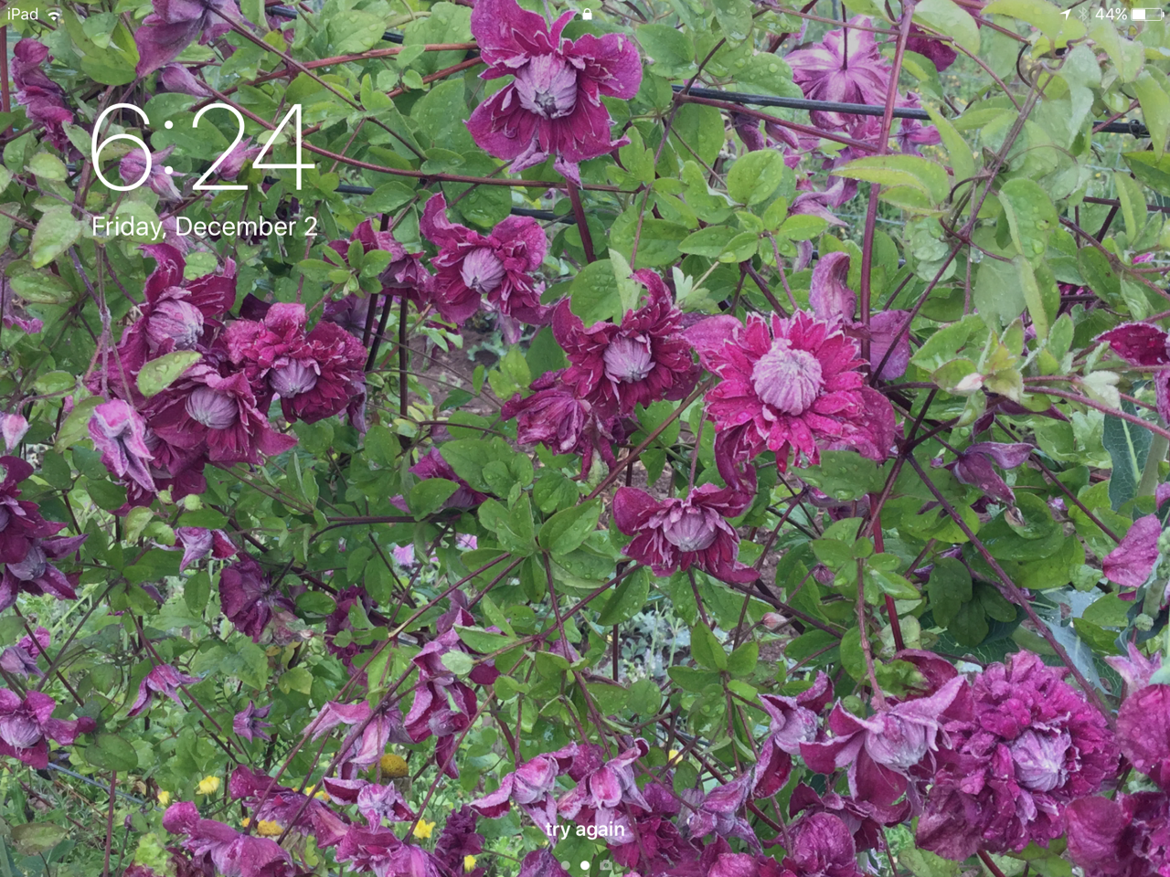 tumblr photo