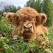 botanical-artistry:cows with flowers