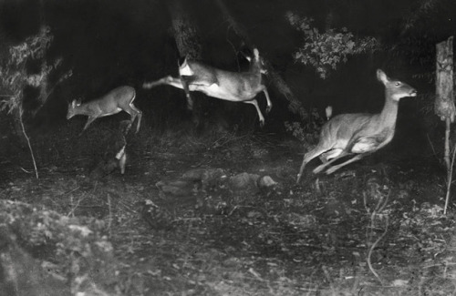 A Short Story from Texas… Click on the deer below to read &hellip;