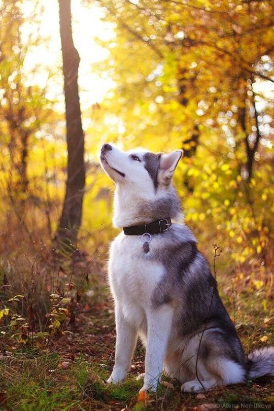 The adventure huskies