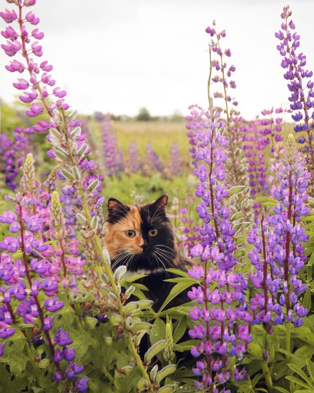 cutest-animals-here:  (Source)