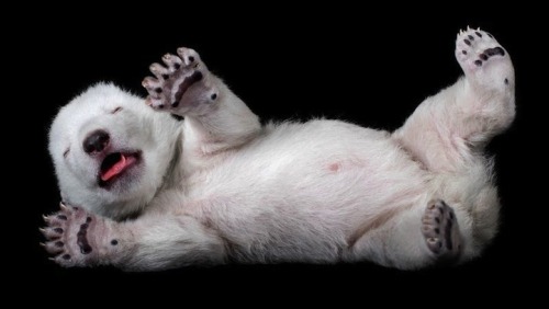 mborgomani:  The Cutest Polar Bear Cub in the World 