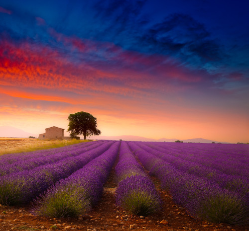 djferreira224:Valensole plateau with lavender bushes ~ by Giovanni Allievi