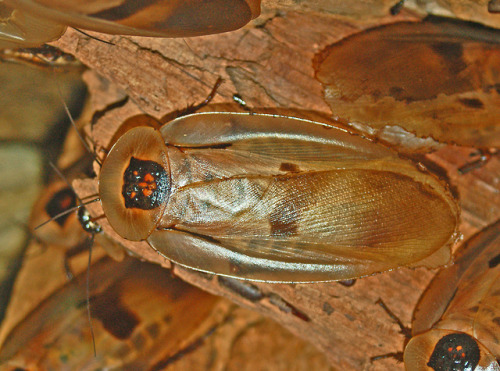 lovingexotics: Central American Giant Cave Cockroach Blaberus giganteus Source: Here