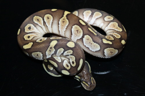 Lesser Royal Python at 888 Reptiles