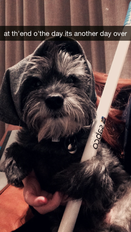 batcii:trying to convince emily to add me on snapchat by sending her my dog’s impromptu les mis cosp