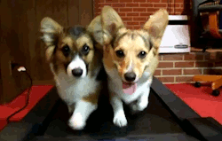 stevedogarty:  dogs walk on treadmill 