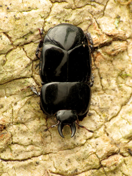 onenicebugperday: Flattened clown beetle, Hololepta aequalis, Histeridae Found in the US and Canada,