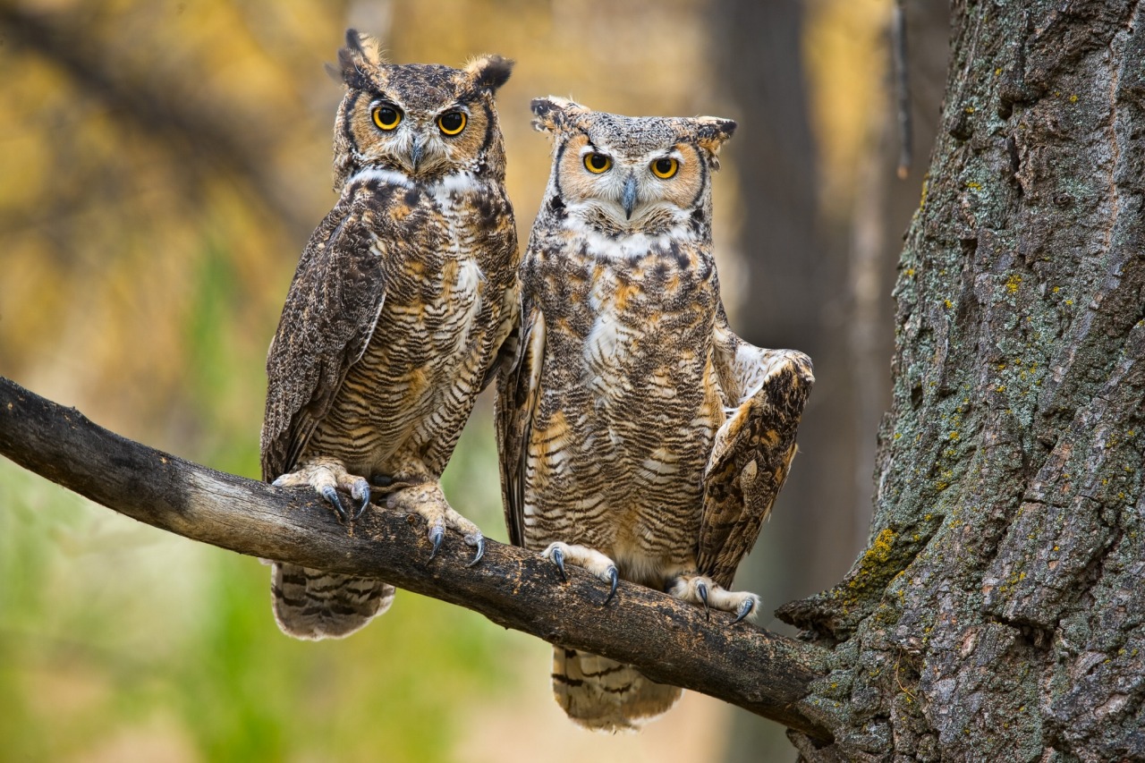 Young great horned owl