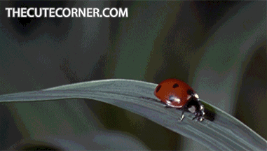 gif-tv:funny gifs - http://reblog-gif.tumblr.com/