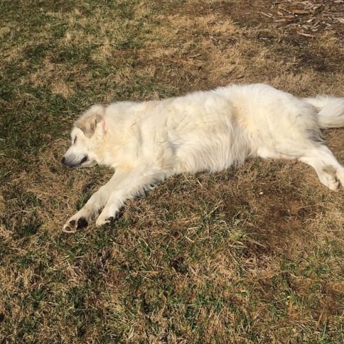 I wasn’t the only one enjoying today’s sunshine! #greatpyrenees #sundog #happydog #farml