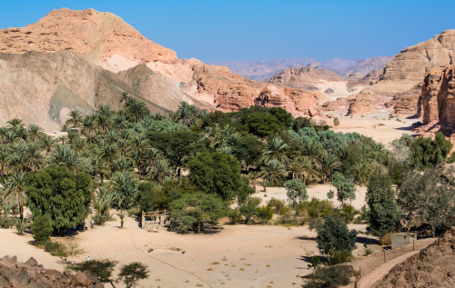 polychelles:Sinai Oasis by Kareem Mourad, 2014
