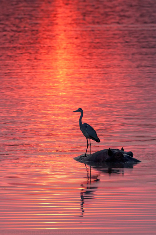 vurtual:  Sunset in Luangwa Valley - Zambia, Africa (by Giovanni Mari) 