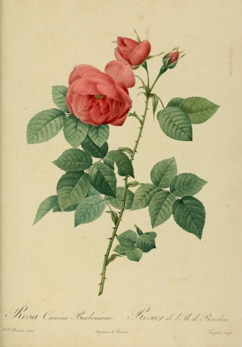 heaveninawildflower:Rose illustrations taken from ‘Les Roses’ by P. J. Redoute.Published 1824.Califo