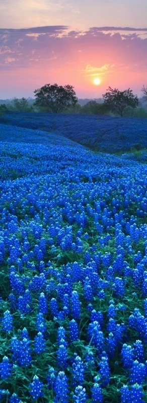 Sunrise in blue (field of Bluebonnets)