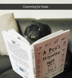 Por qué los pugs siempre ponen esa cara? 