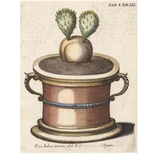 cactus-in-art:Michael Bernhard Valentini (German, 1657 – 1729) Prickly Pear Cactus, 1719