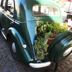 im-still-gabby:  Old cars, new life #Colonia