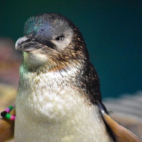 neaq:The little blue penguins (Eudyptula minor) get their common name from the bluish tinge to their