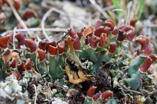 Peltigera malaceaMat felt lichenPeltigera lichens, commonly called dog lichens or felt lichens, vary