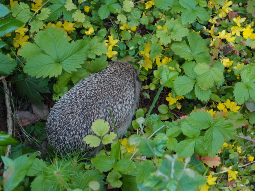 Erinaceus europaeus— European hedgehog a.k.a. common hedgehogLysimachia nummularia — moneywort a.k.a