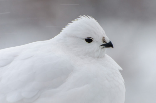 A group of ptarmigan spent the day in the aspen trees right outside our window. Yellowknife, Northwe