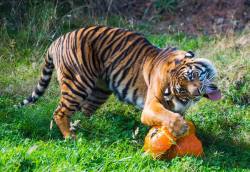 awwww-cute:  A tiger enjoys(?) her pumpkin