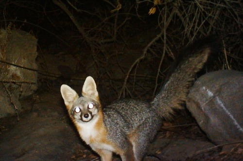 Gray Fox - Griffith Park 