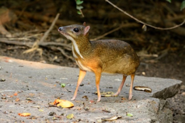 second chevrotain, standing on what looks like a slab of shale rock. its stupid deer feet look like a barbie doll posing sexily