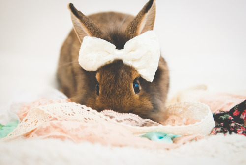 fluffy-tails:  Ella the Bunny by Jamie Denton