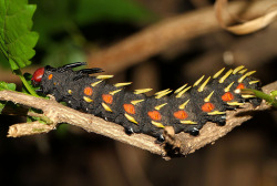 giantleopardmoth:  Cabbage tree emperor moth