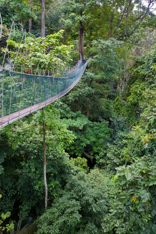 Canopy walkway high in the trees of the rainforest outside Kuala Lumpur, Malaysia.