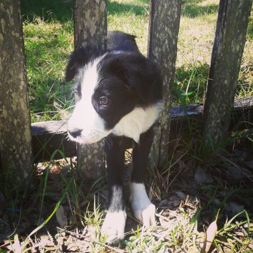 weeping-shades-of-indigo:  My puppy flower!