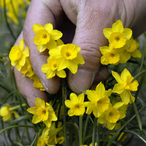 I just found out that someone bred TINY DAFFODILS.Bulb info here I dunno where to buy them