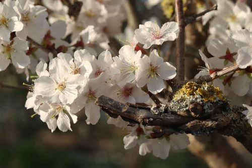 i love these cherry blossoms in combination with lichen on the stem