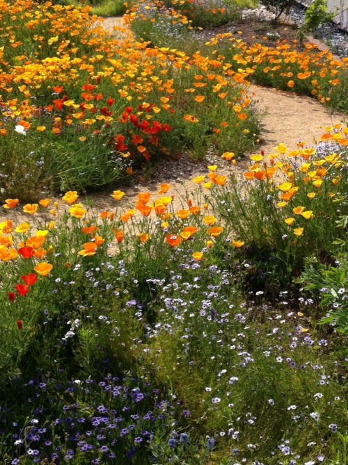 jillraggett: Plant of the Day Tuesday 10 June 2014 Eschscholzia californica, California poppies form