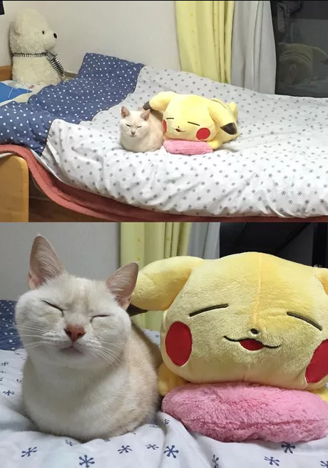 awwcutepets:PiCatChuuuuu!