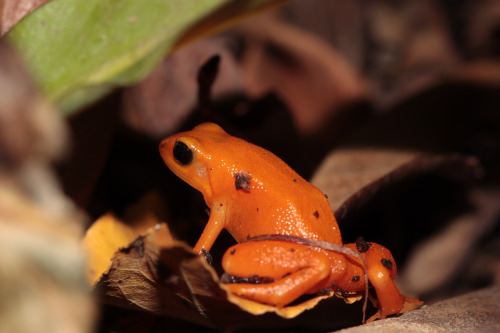 Gold Mantella frog on the prowl for fruit flies.