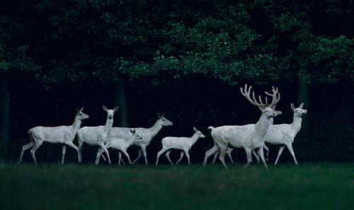 another-daughter-of-vikings:Frank Stöckel, featuring rare white deer in Eekholt Wildlife Park i