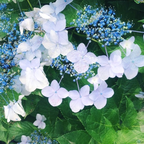 多重露光、紫陽花。 曇りの日が一番きれいな花なんて、あなたくらい。