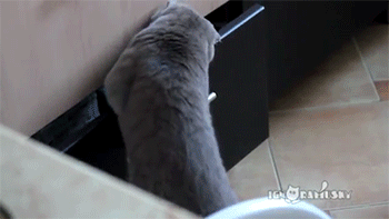Porn sizvideos:  Cat caught in the act - Video photos