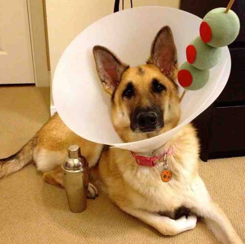 tastefullyoffensive:  Best Pet Costumes of Halloween 2013 (Part 3)Previously: Part 2, Part 1, Best Adult Costumes, Best Kid Costumes   That pulp fiction one! Its awesome